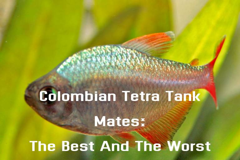 Colombian Tetra Tank Mates