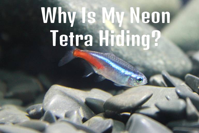 Neon Tetra Hiding