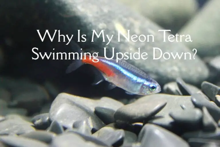 Why Is My Neon Tetra Swimming Upside Down? - Tetra Fish Care