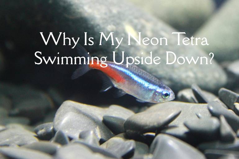 Neon Tetra Swimming Upside Down