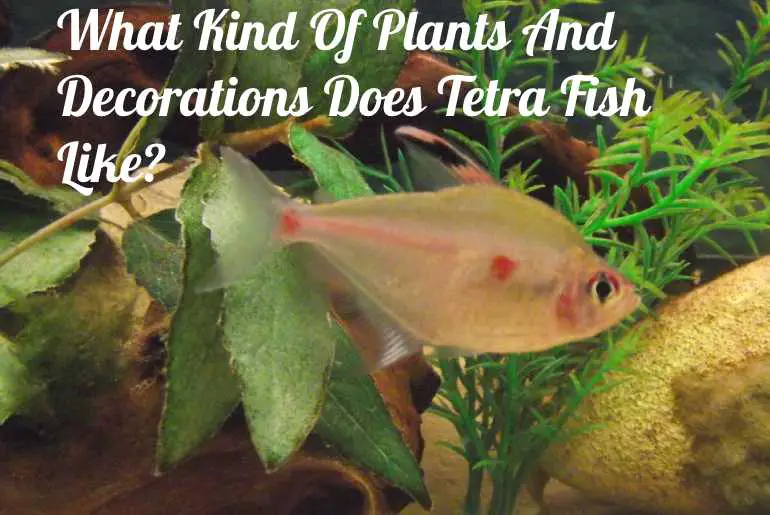 Plants and Decorations Tetra Fish like