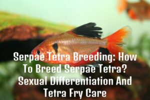 Serpae Tetra Breeding: How To Breed Serpae Tetra? - Tetra Fish Care