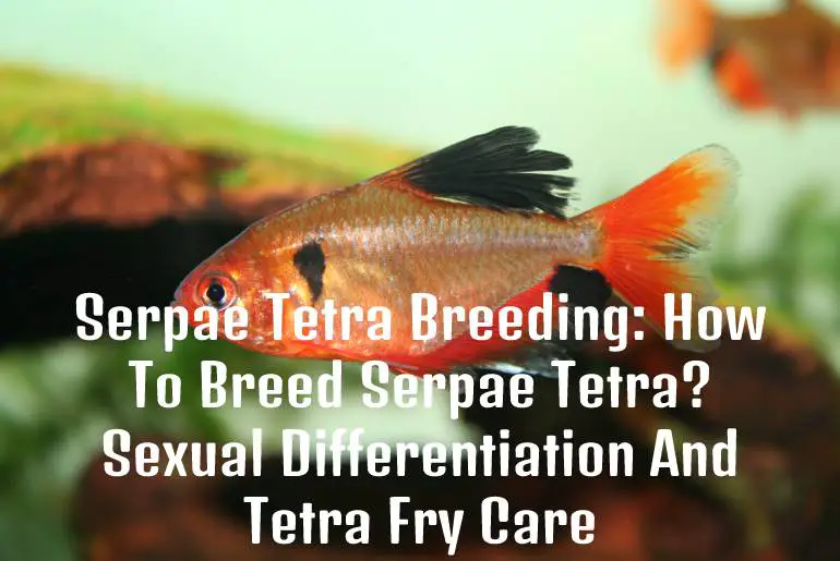 Serpae Tetra Breeding