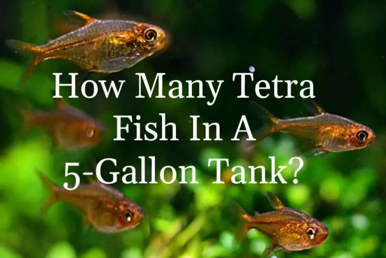 How Many Neon Tetras in a 10Gallon Tank Tetra Fish Care