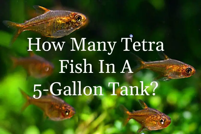 How Many Tetra Fish In A 5-Gallon Tank? - Tetra Fish Care