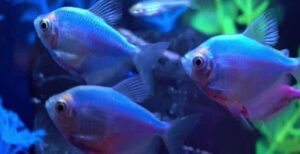 Are Glofish Tetras Aggressive?