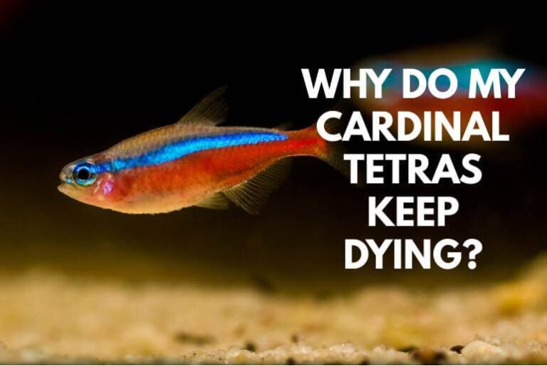 Why Is My Cardinal Tetra Keep Dying? - Tetra Fish Care