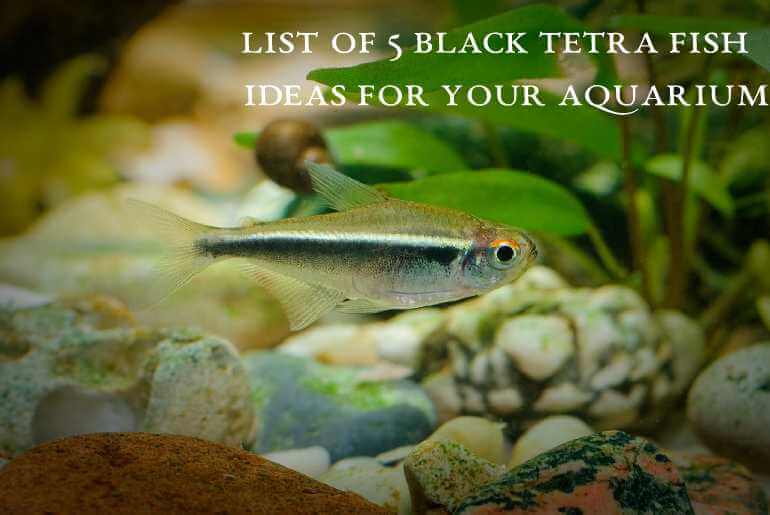 list of Black color Tetra Fish