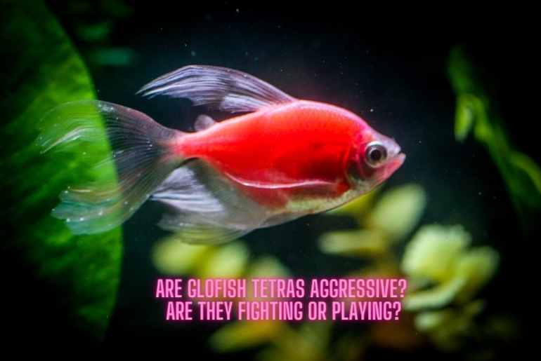 are glofish tetras aggressive