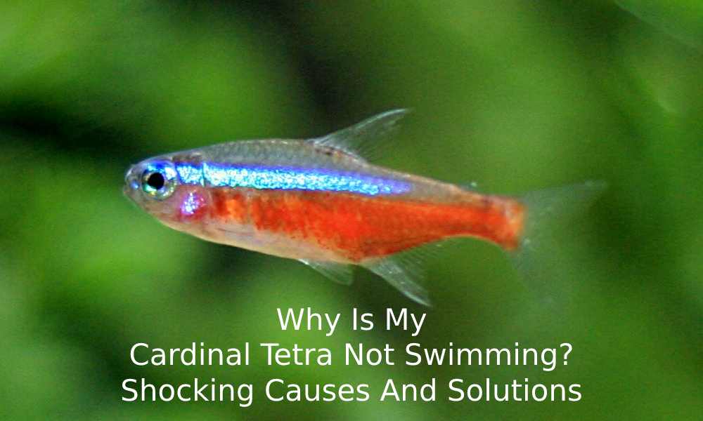why my cardinal tetra is not swimming