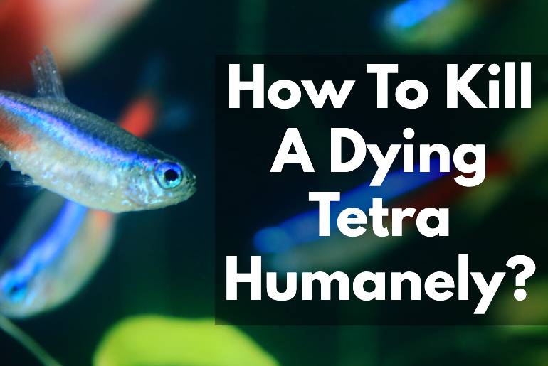 Kill a Dying Tetra Humanely