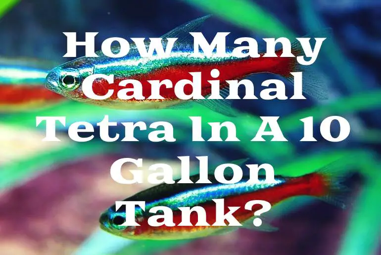 How Many Cardinal Tetra In A 10 Gallon Tank