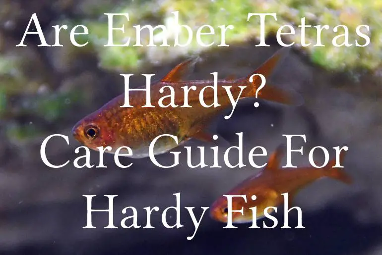 Are Ember Tetras Hardy? Care Guide For Hardy Fish