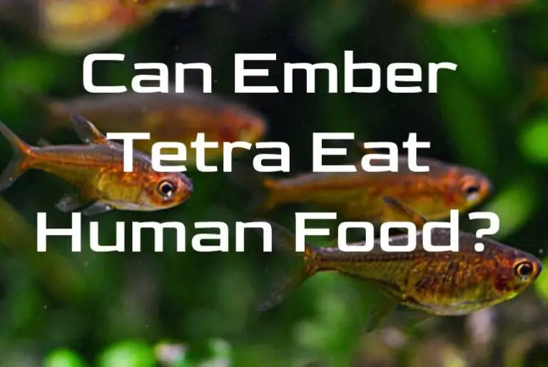 Can Ember Tetra Eat Human Food? Tetra Fish Care