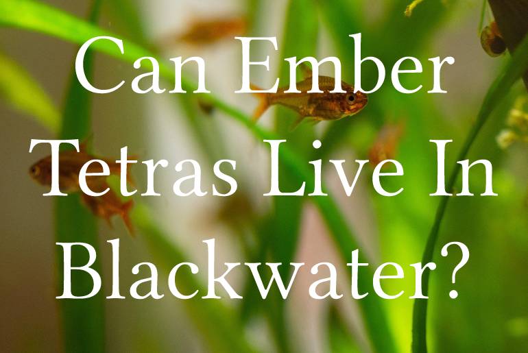 Can Ember Tetras Live In Blackwater