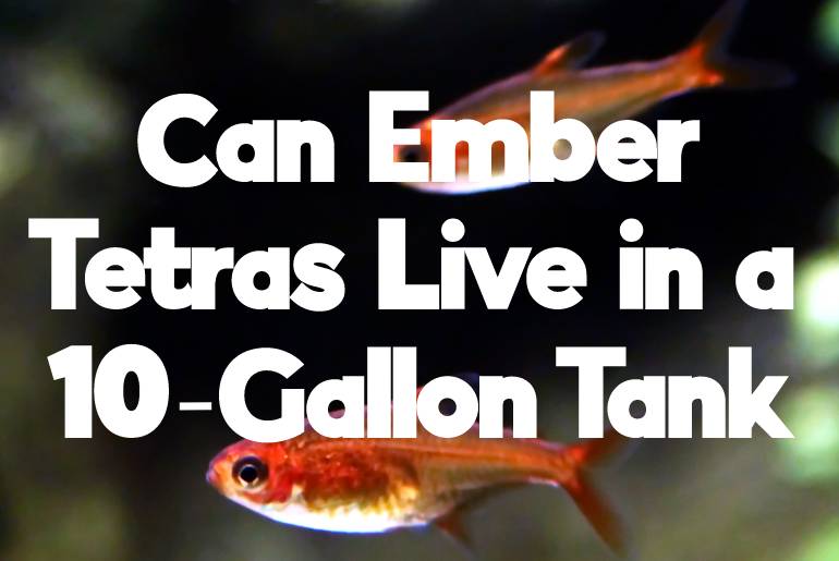 Can Ember Tetras Live In A 10-Gallon Tank