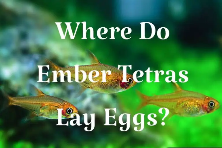 Where Do Ember Tetras Lay Eggs? Tetra Fish Care