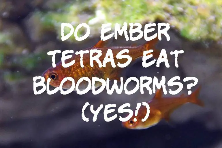 Do Ember Tetras Eat Bloodworms