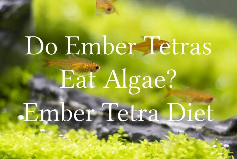 Do Ember Tetras Eat Algae? Ember Tetra Diet