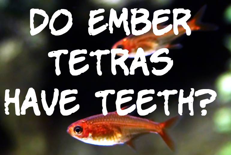 Do Ember Tetras Have Teeth