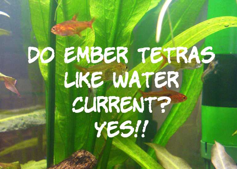 Do Ember Tetras Like Water Current