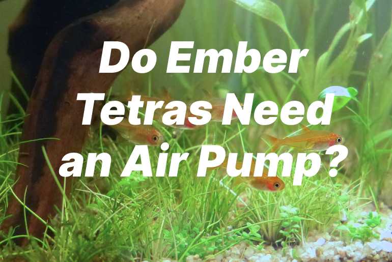 Do Ember Tetras Need an Air Pump?
