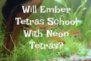 will neon and ember tetras school.together