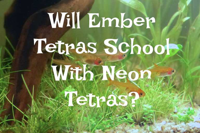 Will Ember Tetras School With Neon Tetras