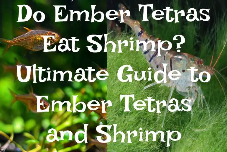 Do Ember Tetras Eat Shrimp