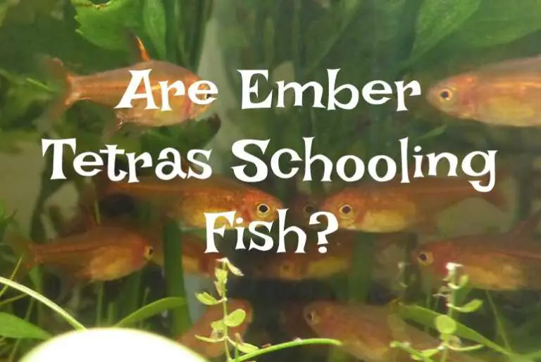 will neon and ember tetras school.together
