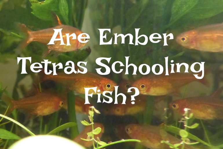 Are Ember Tetras Schooling Fish