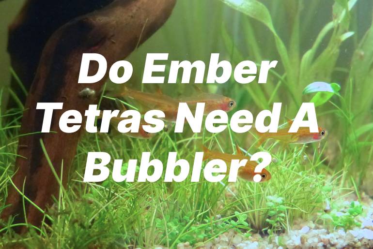 Do Ember Tetras Need A Bubbler