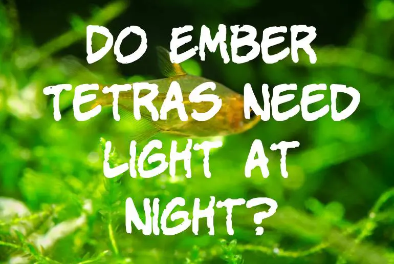 Do Ember Tetras Need Light At Night
