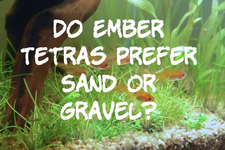 Do Ember Tetras Prefer Sand Or Gravel?