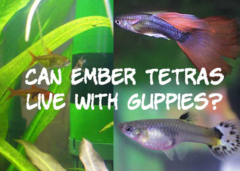 Can Ember Tetras Live With Guppies?
