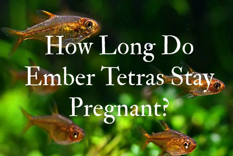 How Long Do Ember Tetras Stay Pregnant