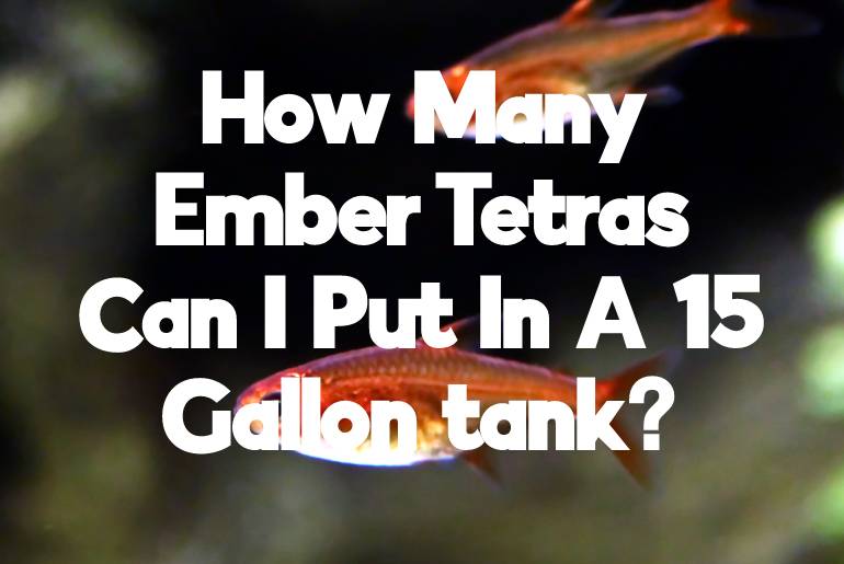 How Many Ember Tetras Can I Put In A 15 Gallon tank?