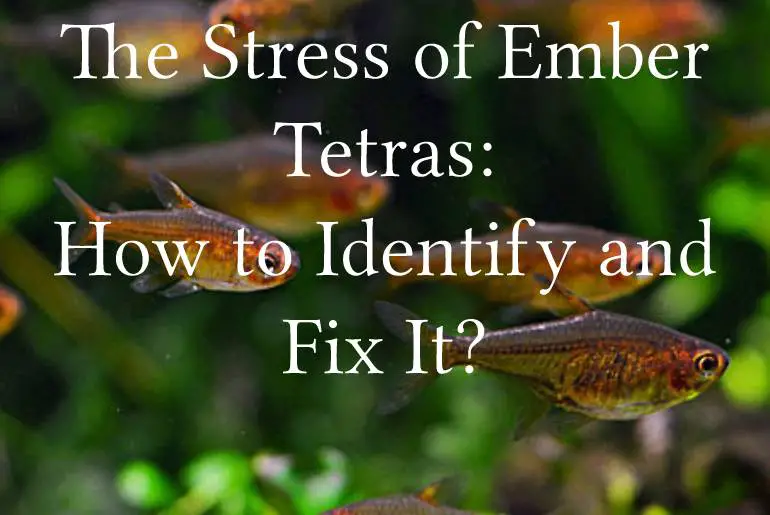 The Stress of Ember Tetras: How to Identify and Fix