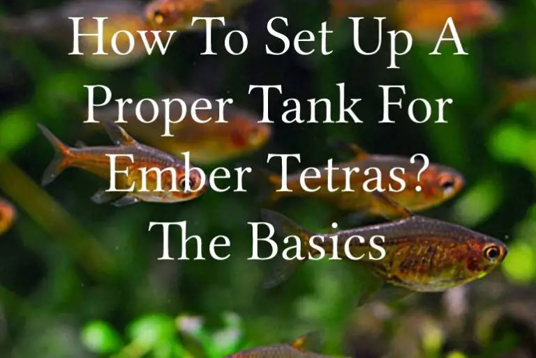 How To Set Up A Proper Tank For Ember Tetras? Tetra Fish Care