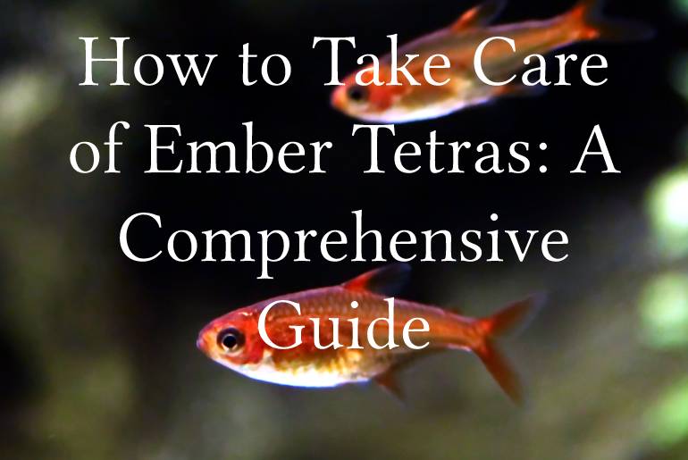 How to Take Care of Ember Tetras_ A Comprehensive Guide