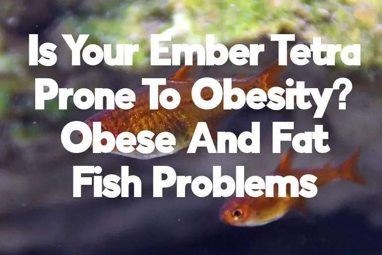 Is Your Ember Tetra Prone To Obesity