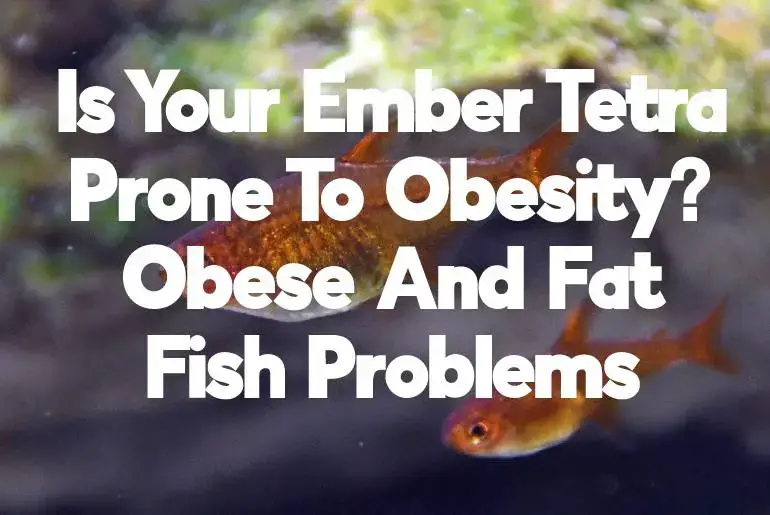 Are Ember Tetras Prone To Obesity Tetra Fish Care