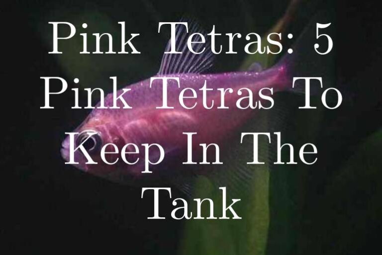 Pink Tetras 5 Best Pink Tetras To Keep In The Tank Tetra Fish Care