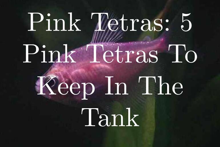 Pink Tetras: 5 Pink Tetras To Keep In The Tank