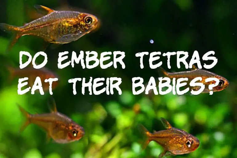 Do Ember Tetras Eat Their Babies?