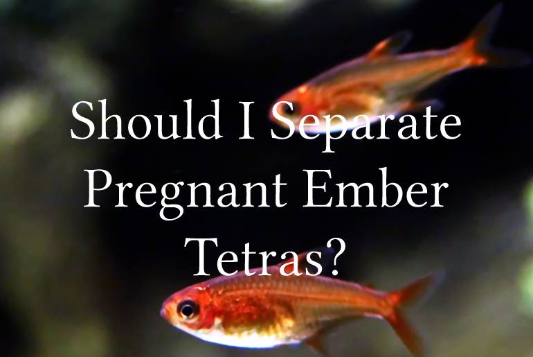 Should I Separate Pregnant Ember Tetras