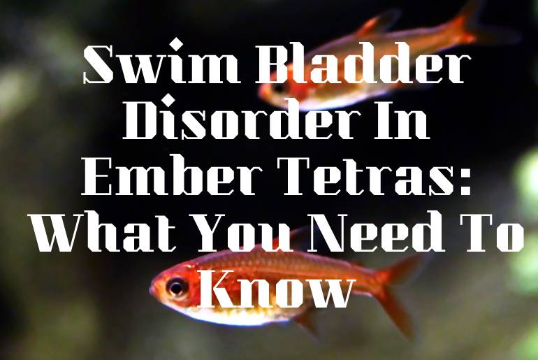 Swim Bladder Disorder In Ember Tetras