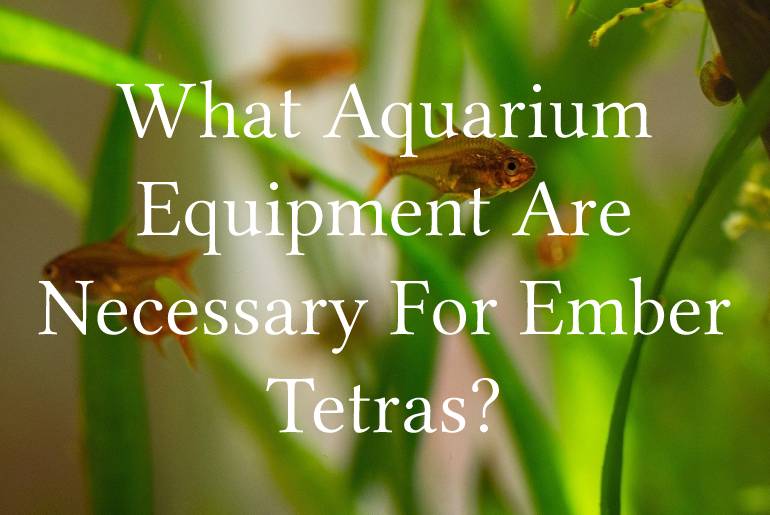 What Aquarium Equipment Are Necessary For Ember Tetras?