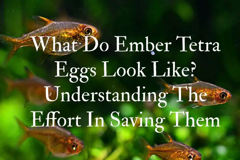 What Do Ember Tetra Eggs Look Like? Understanding The Effort In Saving Them