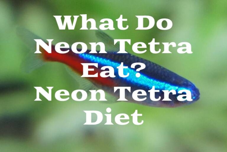 What Do Neon Tetra Eat Neon Tetra Diet Tetra Fish Care